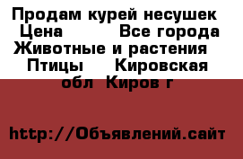 Продам курей несушек › Цена ­ 350 - Все города Животные и растения » Птицы   . Кировская обл.,Киров г.